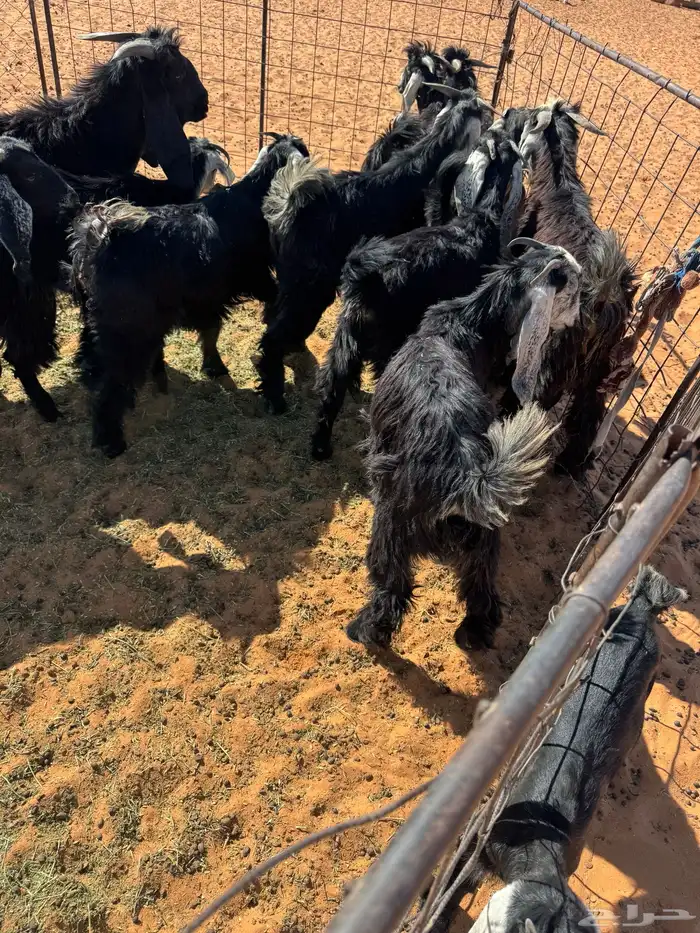 تيوس للبيع 3