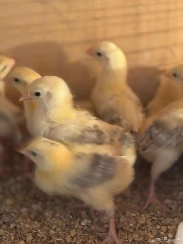 صوص بلدي فواتح 1