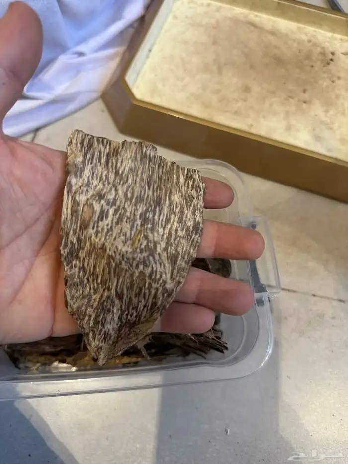 عود سيلاني قديم غابة ادمز ( تم البيع ) 3