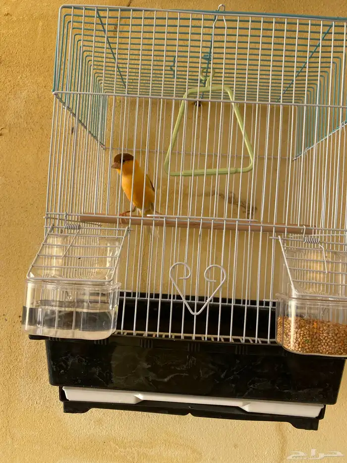 وصول دفعه من الكناري 3