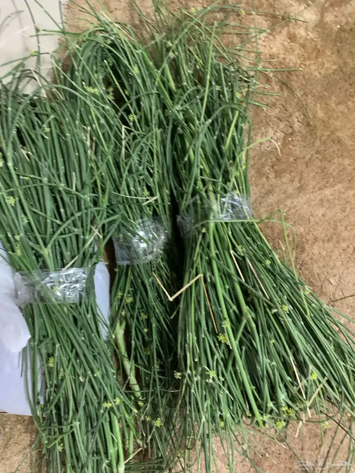 مرخ توصيل للدمام و الخبر و الاحساء 0