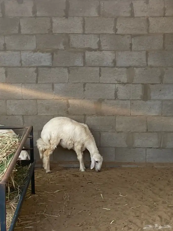 رخال فلل الفل   العمر اربع شهور 1