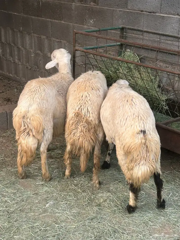 خرفان مخصا 0