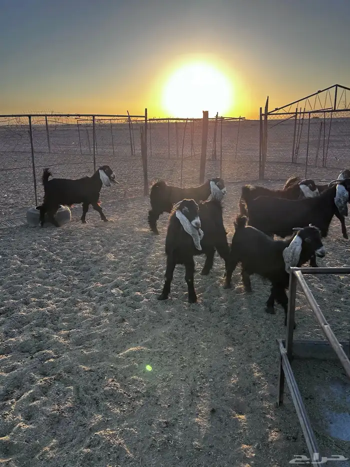 تيوس وجفارات 1