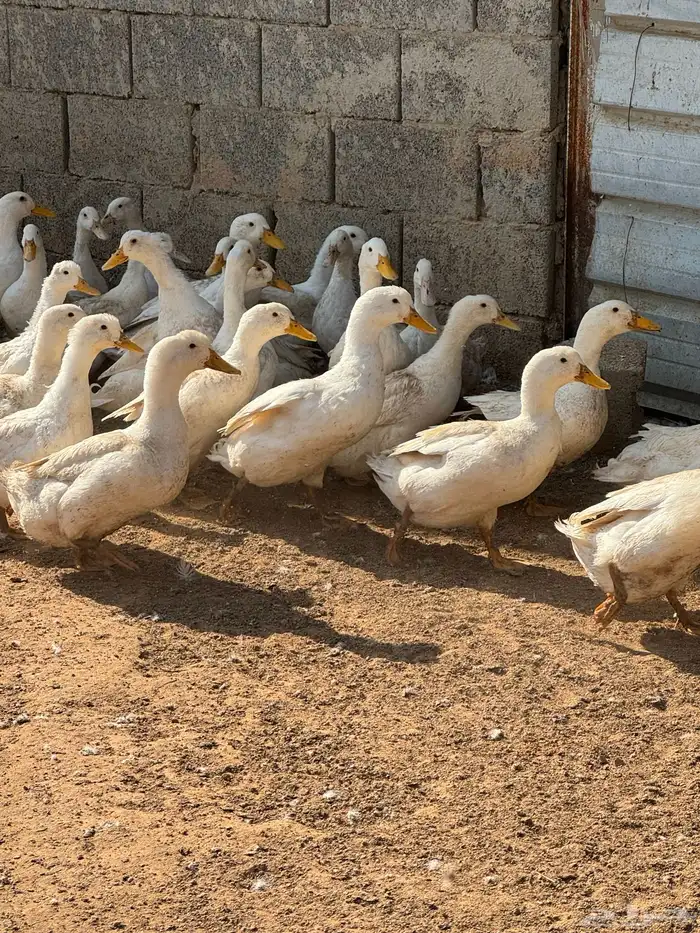 بط بكيني بياض 0