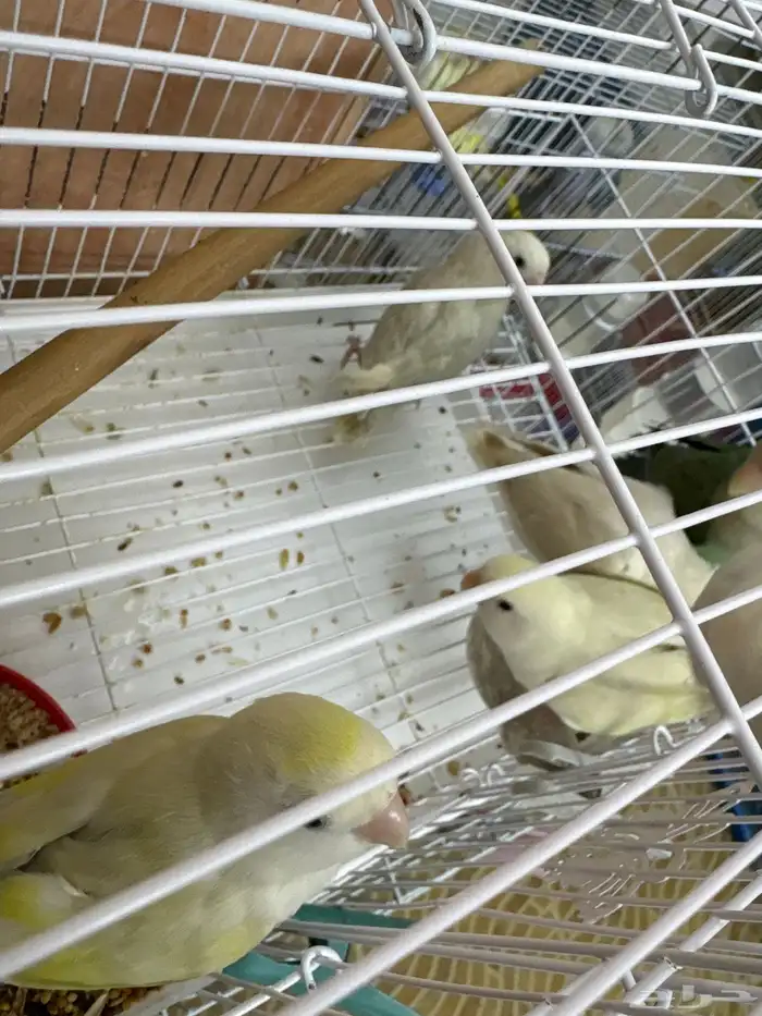 فردات روز ذات الوان جميله 1