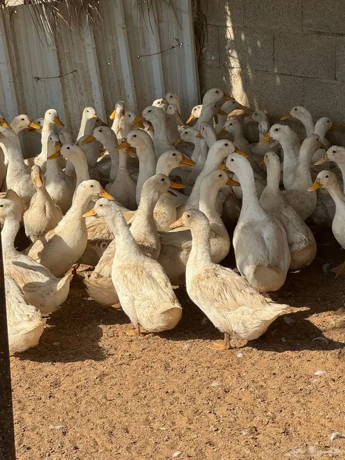 بط بكيني بياض 1