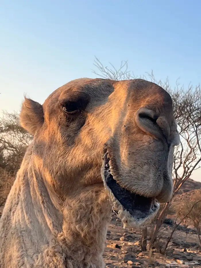 بعير عل جميع اشروط البيع 1