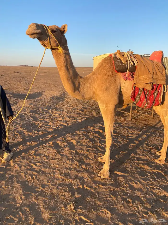 رحول ابل عمانيه 0