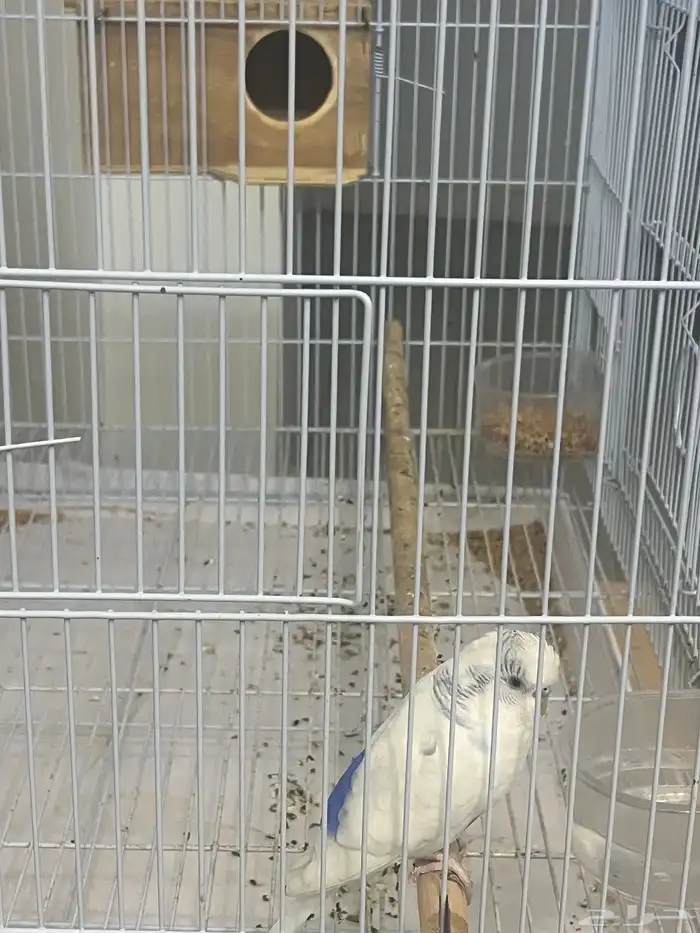 عصفور الحب مع القفص 0