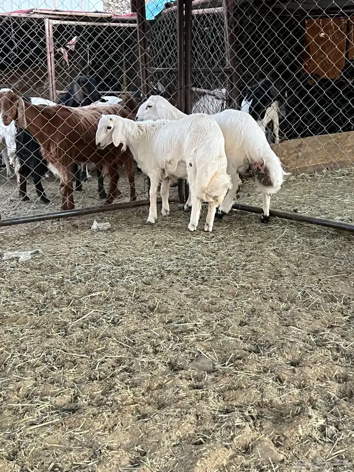 خروفين كفو كفو 3