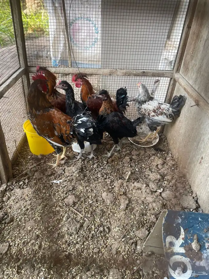 للبيع ديكه بلدي 0