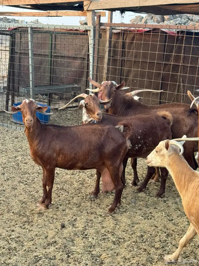 محايليات دهم فواخر 0