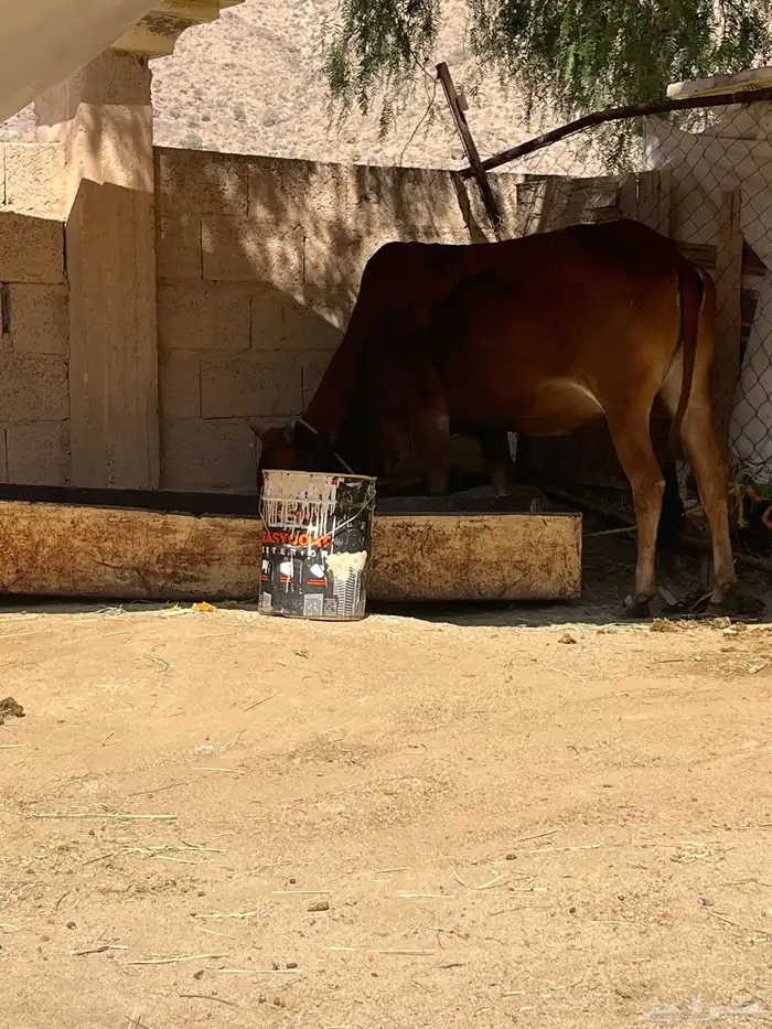 بقرتين بلدي 1