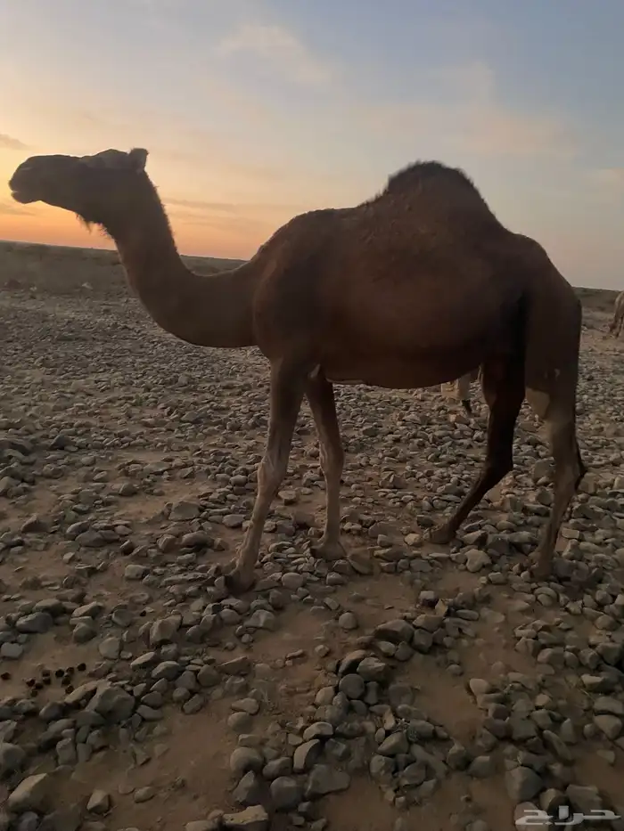 حمرا دهما لقحه 0