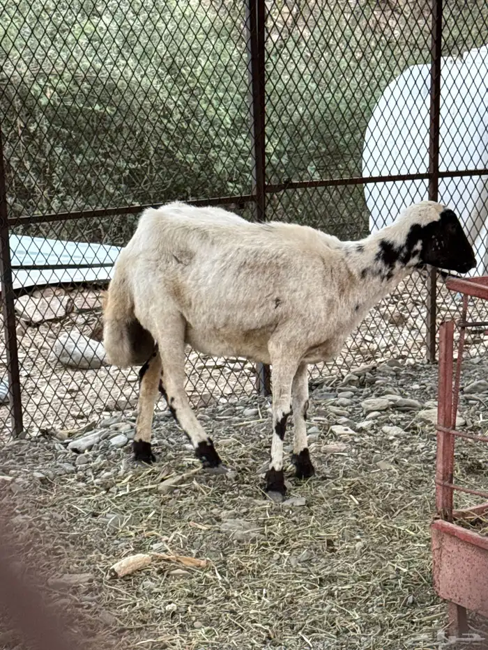 نعجه رفيديه 0