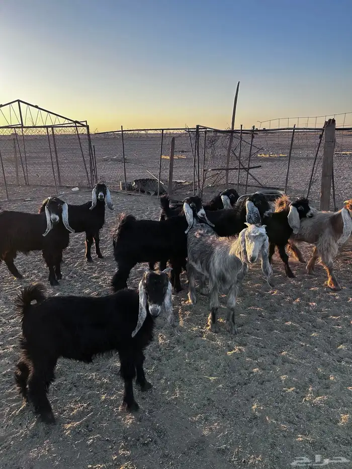 تيوس وجفارات 0