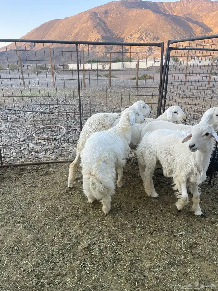 ( تم البيع )طليان حريات 3