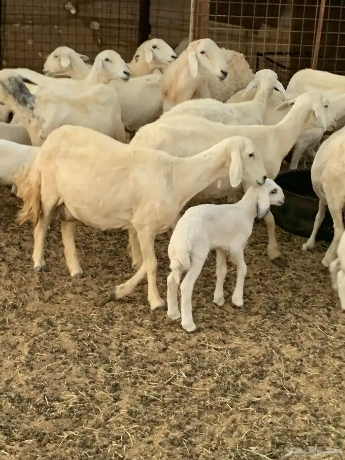 للبيع غنم حريات مواليد 3