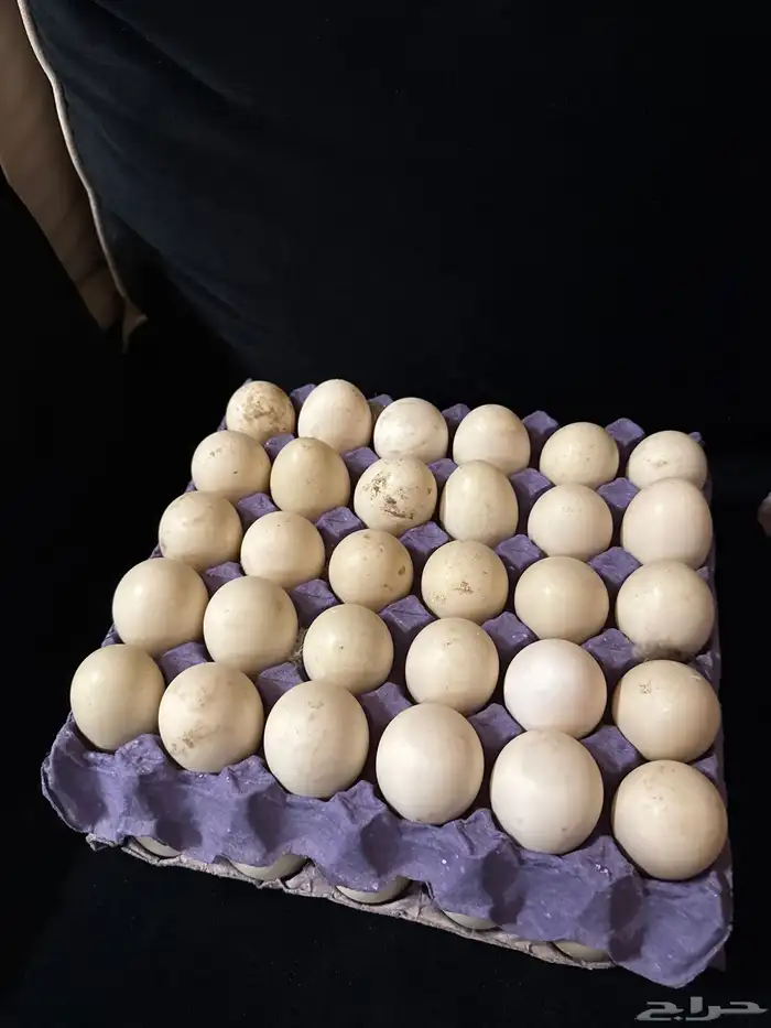 بيض بط بح مسكوفي 0