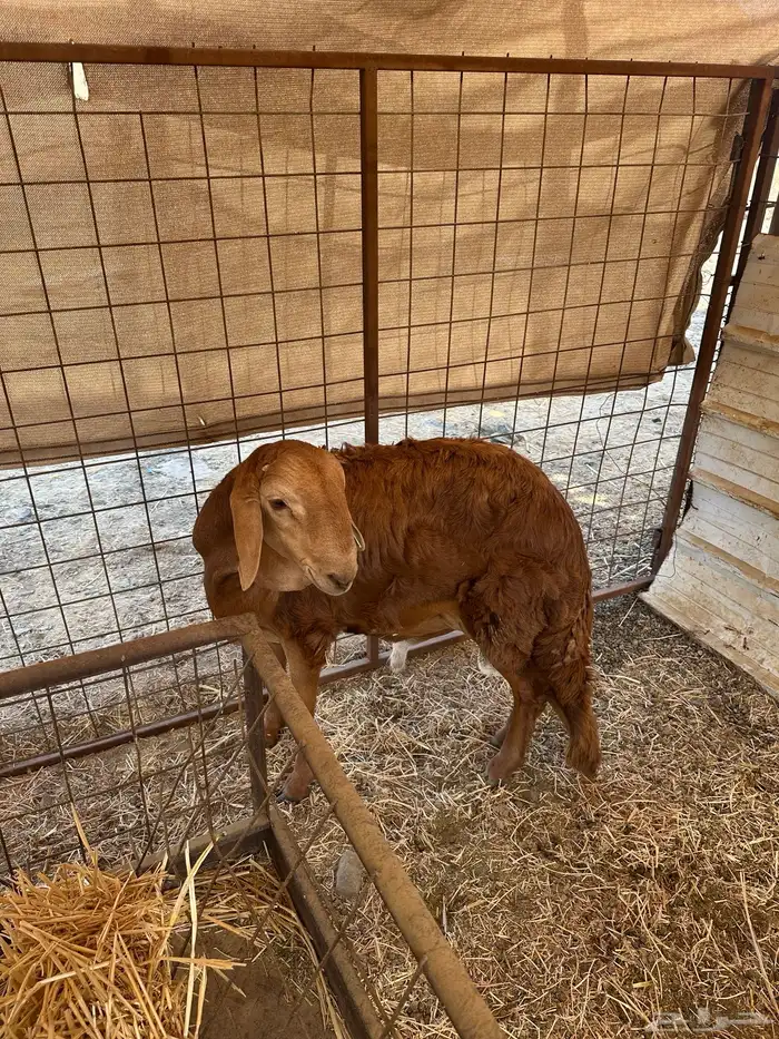 طلي سواكني تربية على الشرط 1