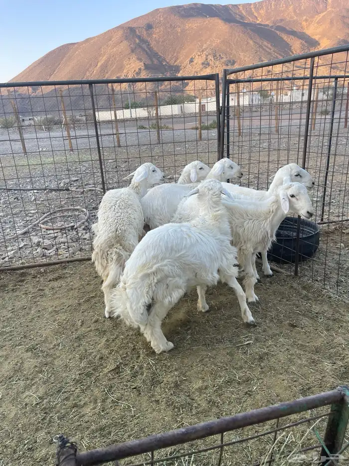 ( تم البيع )طليان حريات 5