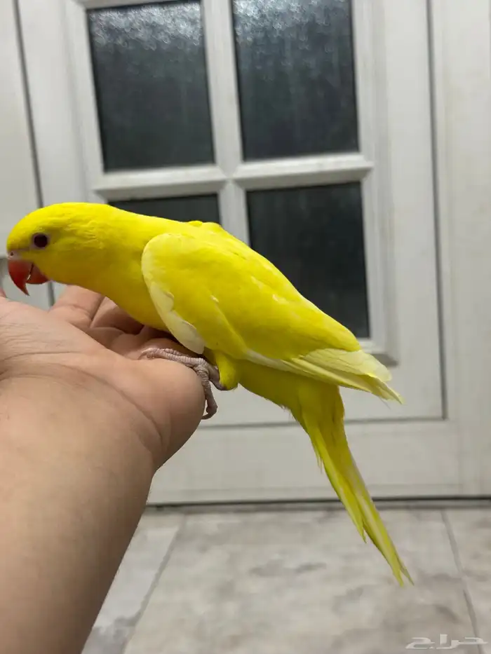 فرخ درة لاتينو نهاية غر   يقبل غر واليف 0