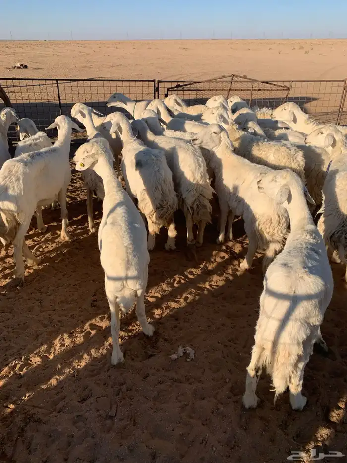 حريات عددها حوالي 30 مع الفحل معها بهم 15 6