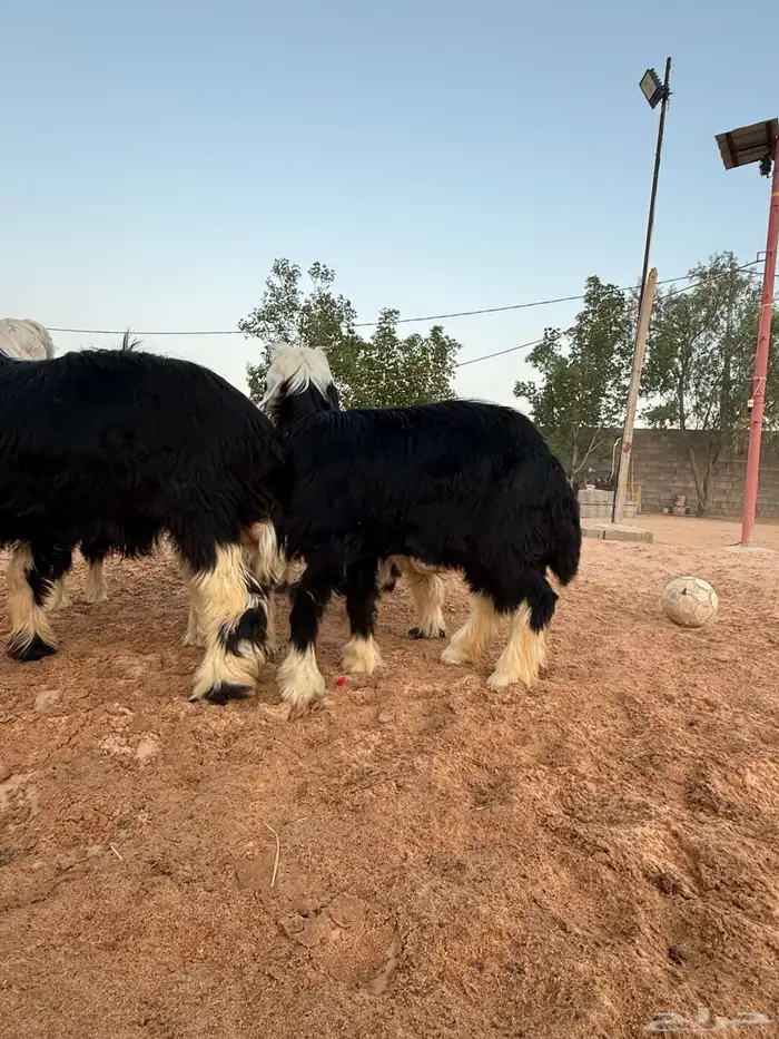 طليان نجدي طيبات ومغلقات 3