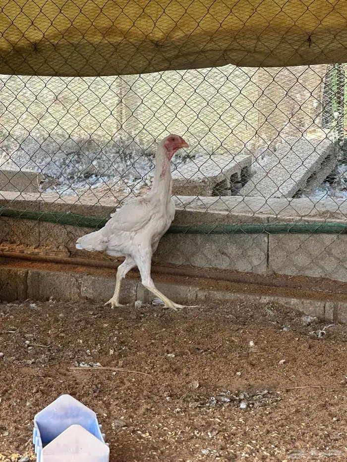 ديك ودجاجه باكستان ابيض صك مستوى قوي 6