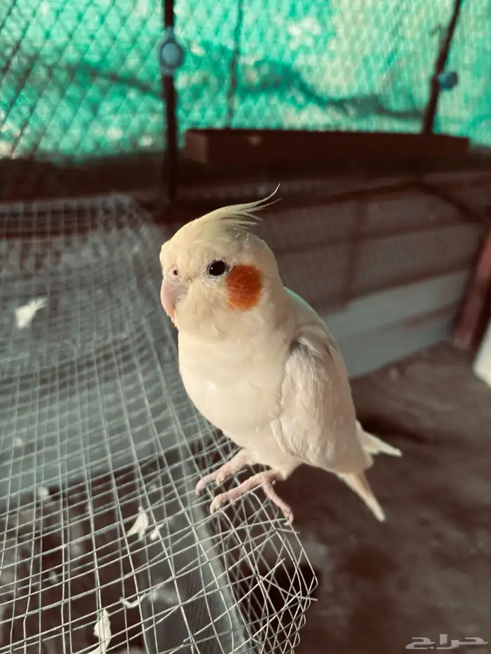 زوج كروان أليف 0