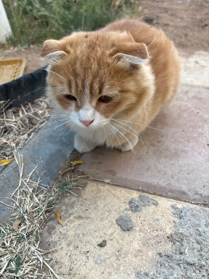 بساس بيت مرميه 3