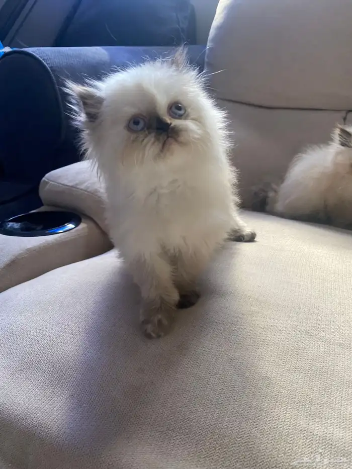 قطط هملايا صغيره 0