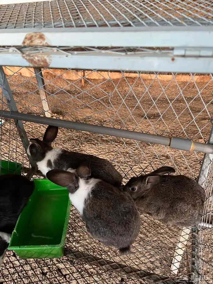 أرانب بلديه العمر 2 شهر ونص وفوق 2