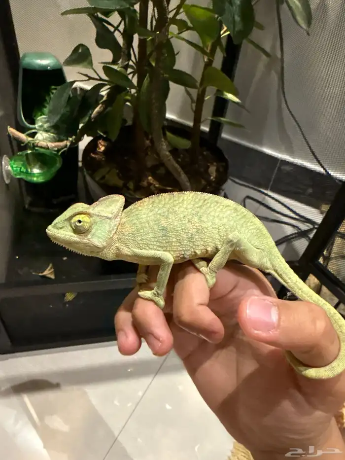 حرباء العاديه 2