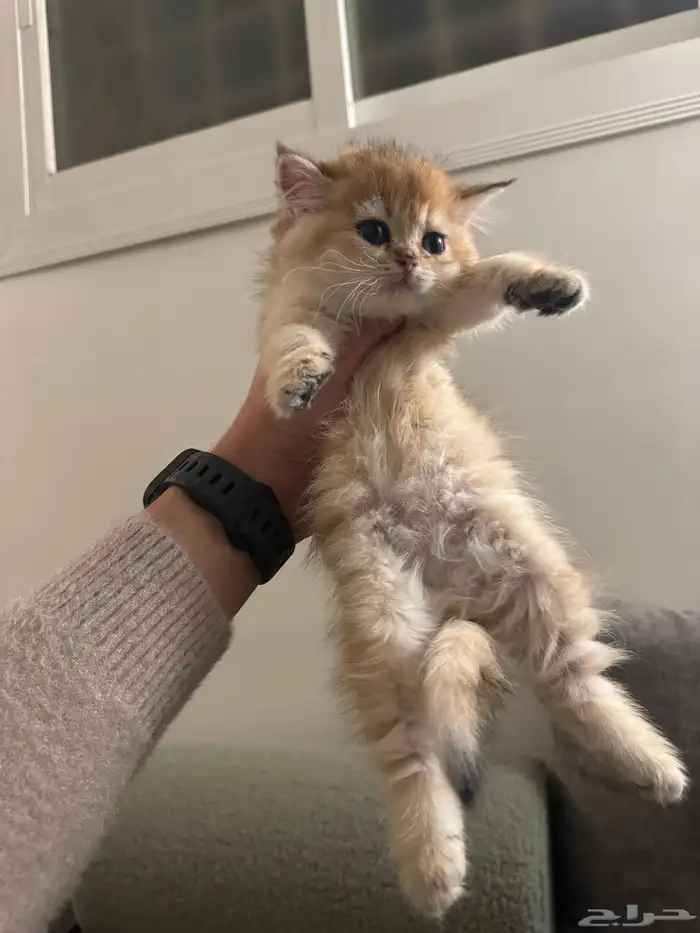 انثى كتن سكوتش ستريت بيور للبيع 4