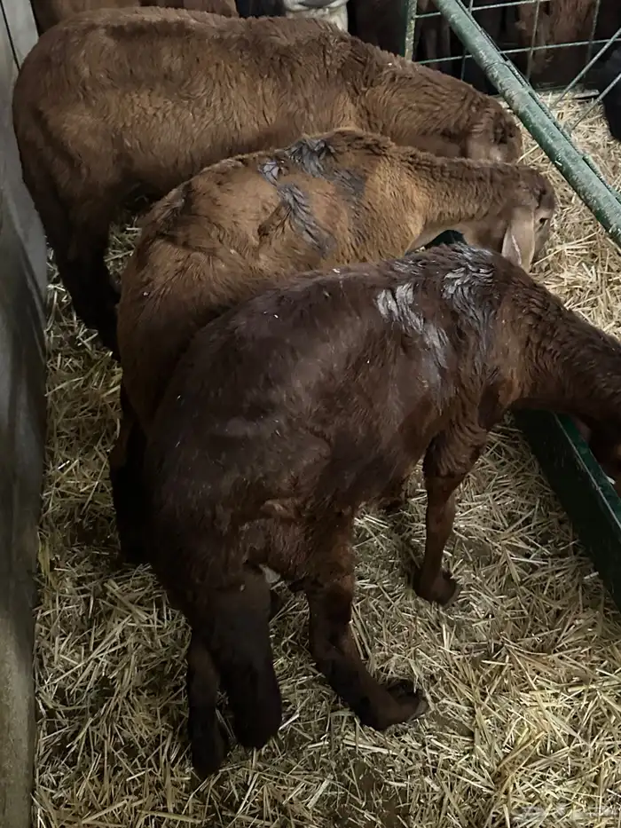 سواكن تنصفط للقناي العدد 30 2