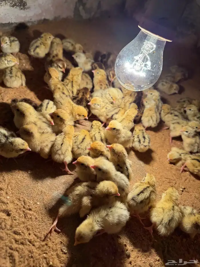 صوص صيصان سمان فري فر مريعي 1