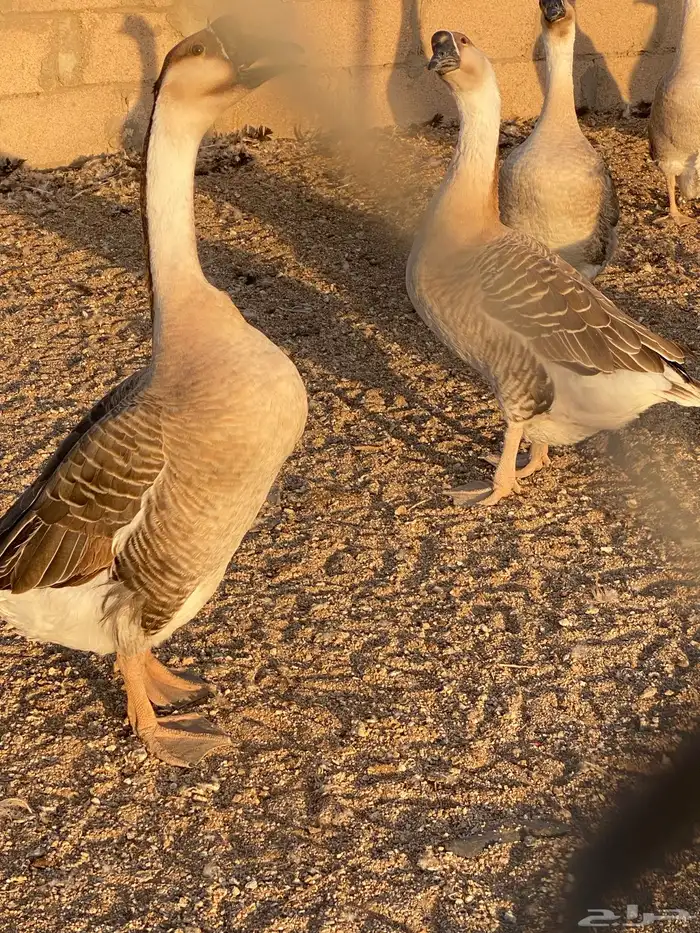 وز عراقي أصل 1