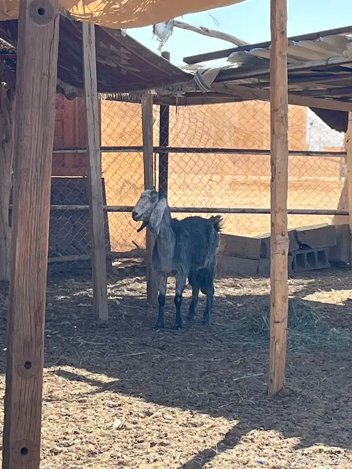 شاه للبيع دفع ويقربه تولد السوم وصال 1000 1