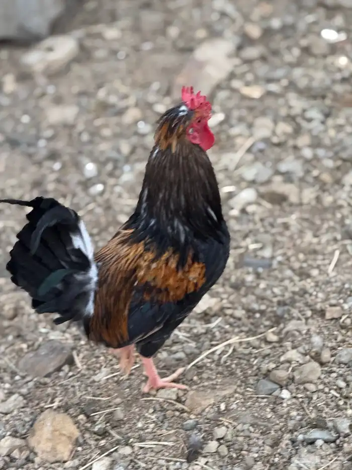 ديوك عربي أفرق مقبع 2