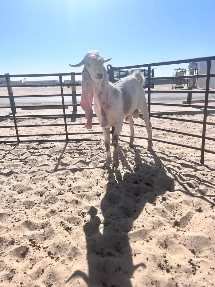 تيس طيب جذع حار 1