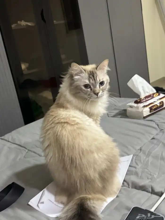 قطه شيرازيه للتبني  معقمة  وماخذة جميع لقاحاتها 3