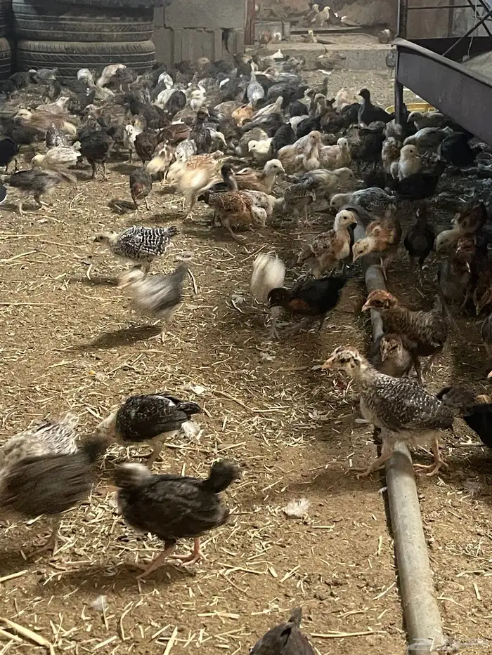 فروخ دجاج فقاصه عمرها 2