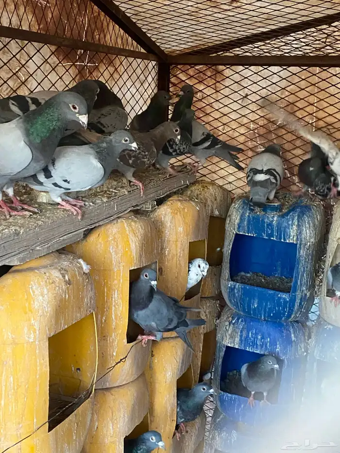 عشة حمام زاجل ازرق وكريمي وغيره 3