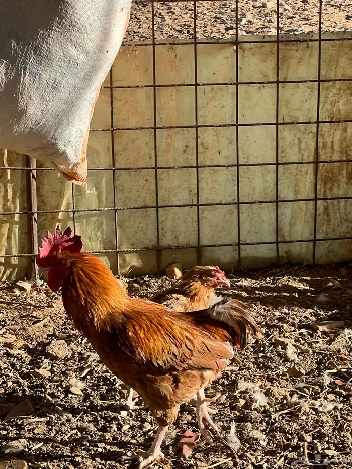 للبيع ديوك بلدي 2