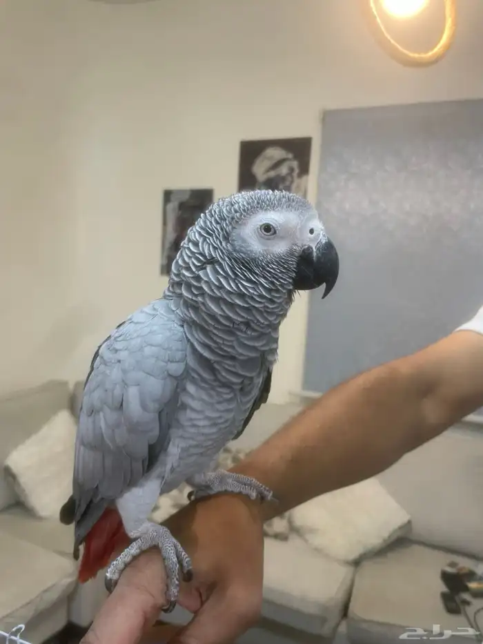 ببغاء كاسكو سوبر جامبو عمر سنه متكلم وحار 2