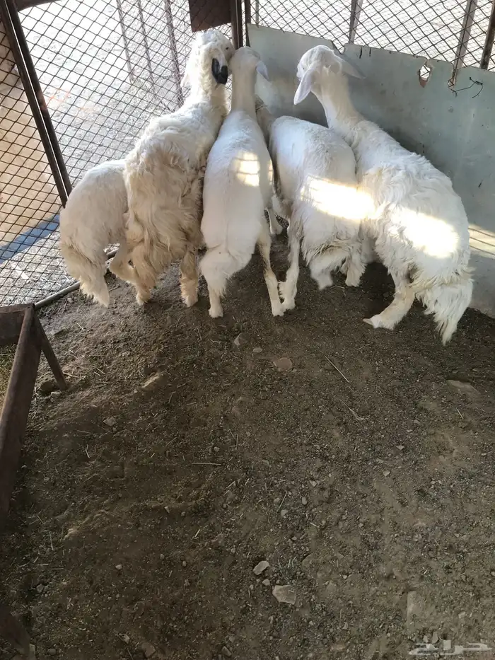 رخال 5للبيع انظاف من ولامراض 0