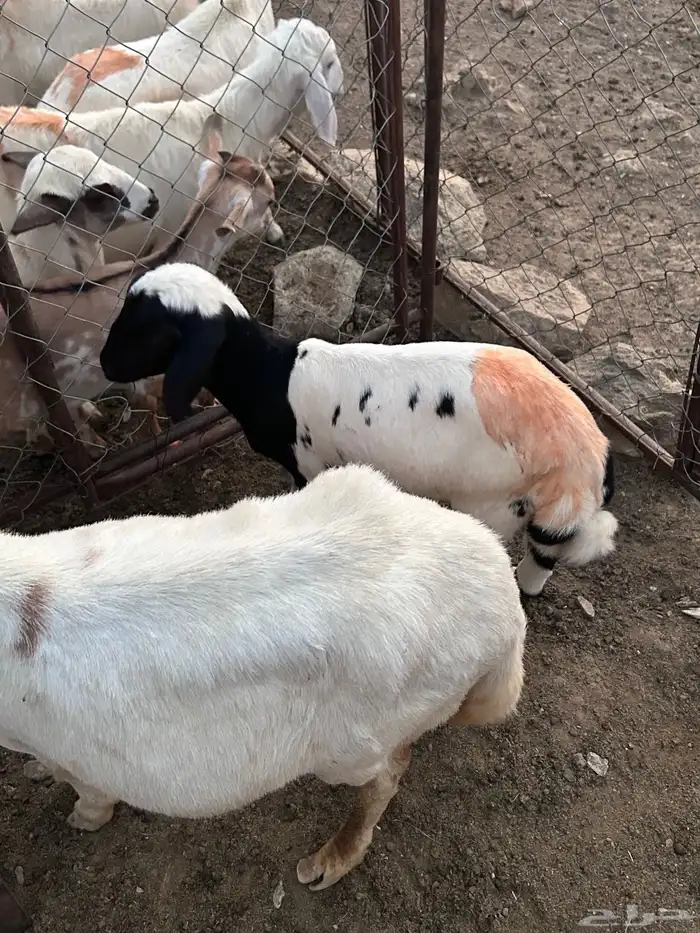 نعجة تحتها طلي 1