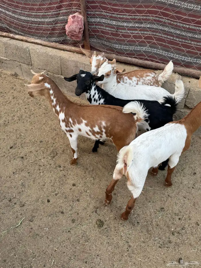 عرس حص تيوس وعناق 4